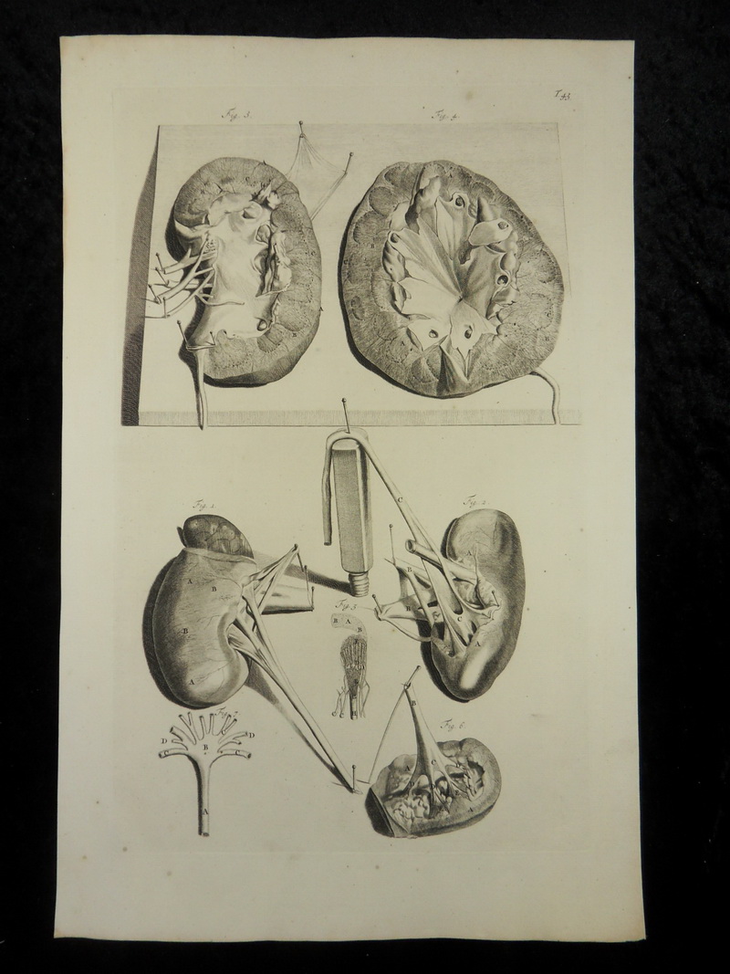 NIEREN UROLOGIE ANATOMIE MEDIZIN KUPFERSTICH BIDLOO 1685