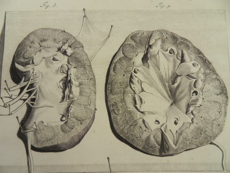 NIEREN UROLOGIE ANATOMIE MEDIZIN KUPFERSTICH BIDLOO 1685