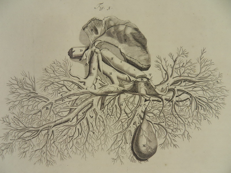 ANATOMIE MEDIZIN LEBER 2x KUPFERSTICH BIDLOO 1685