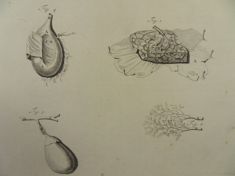 ANATOMIE MEDIZIN LEBER 2x KUPFERSTICH BIDLOO 1685