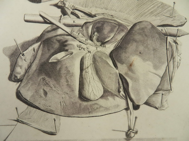 ANATOMIE MEDIZIN LEBER 2x KUPFERSTICH BIDLOO 1685