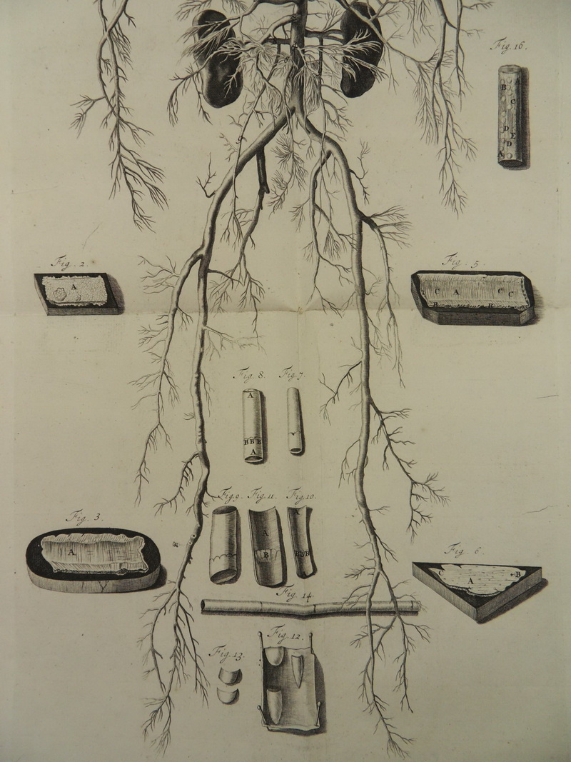 HERZ BLUTKREISLAUF KARDIOLOGIE MEDIZIN ANATOMIE KUPFERSTICH BIDLOO