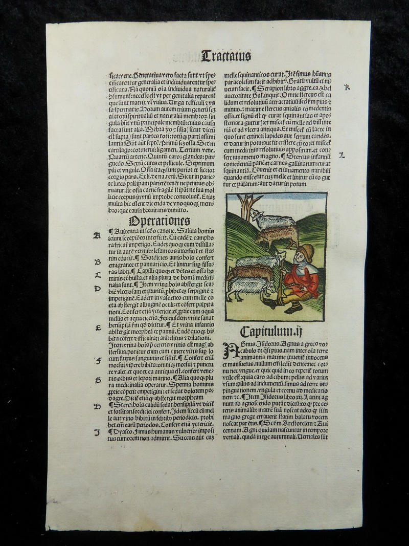 POST INCUNABLE WOODCUT SHEPHERD HORTUS SANITATIS STRASBOURG 1508 E74 